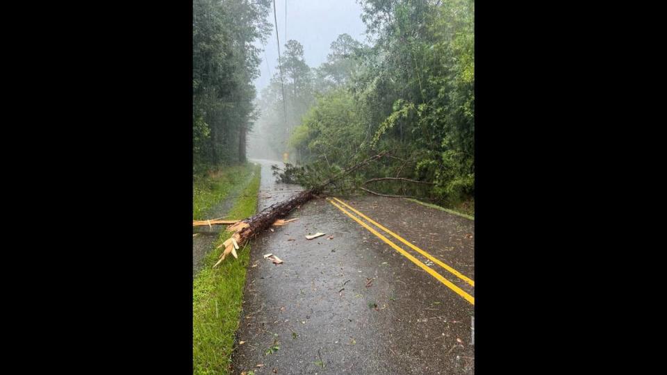 The tree crashed down on the road just feet in front of Daray’s car.