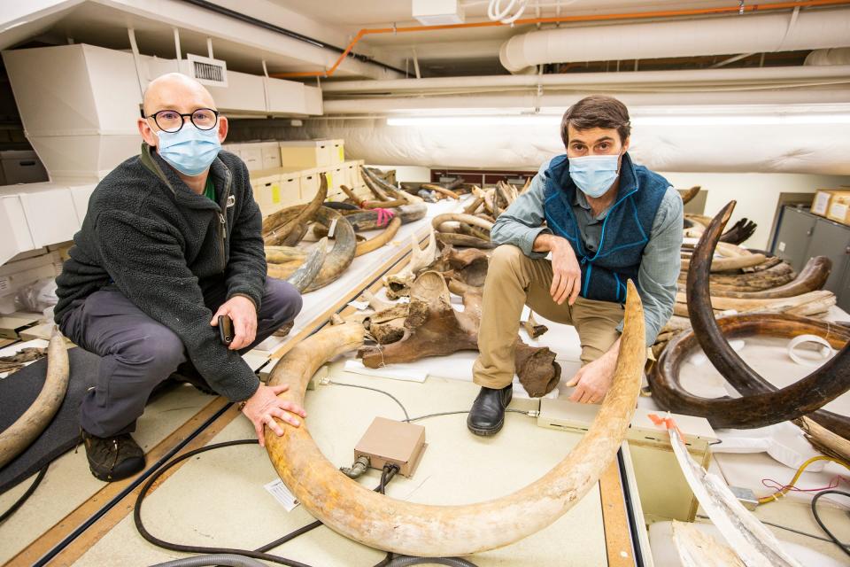 University of Alaska Fairbanks researchers Mat Wooller, left, and Pat Druckenmiller kneel among a collection of mammoth tusks at the University of Alaska Museum of the North.