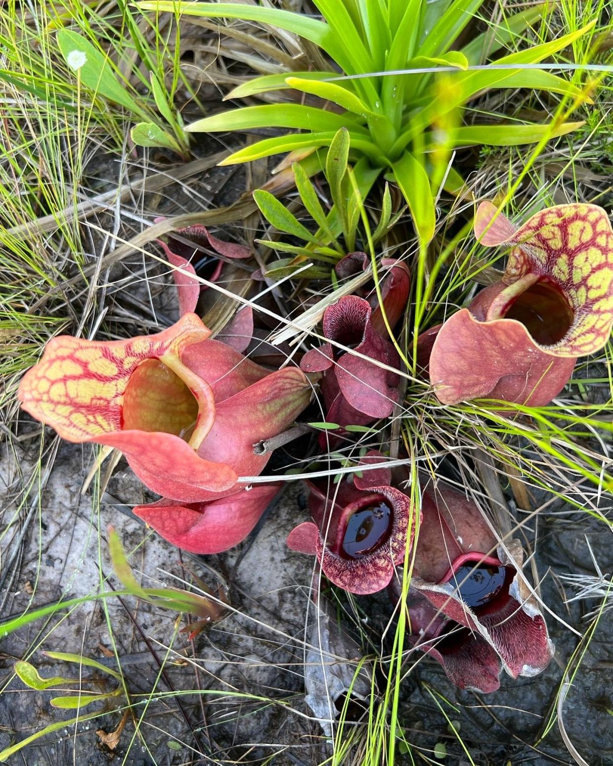 So many different varieties of pitcher plants can be found in North Florida.