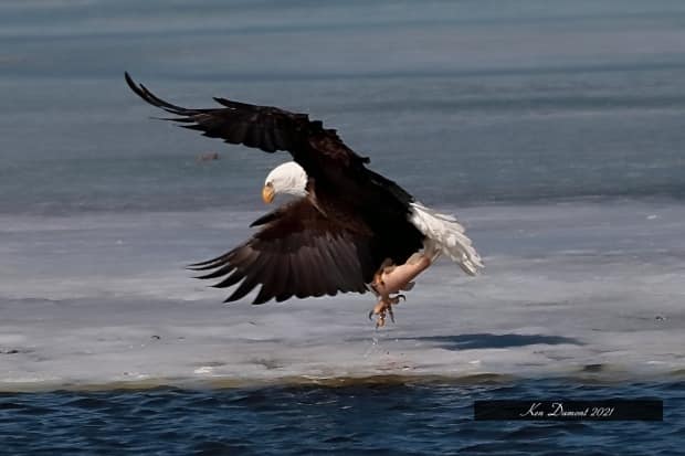 Bald eagle shows fishing, flying abilities on Wascana Lake, delighting  local photographer