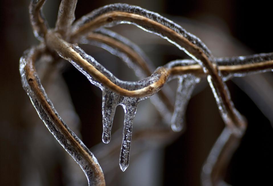 Tree branches are cased in ice following an ice storm in Toronto December 22, 2013. REUTERS/Bob Strong (CANADA - Tags: ENVIRONMENT)