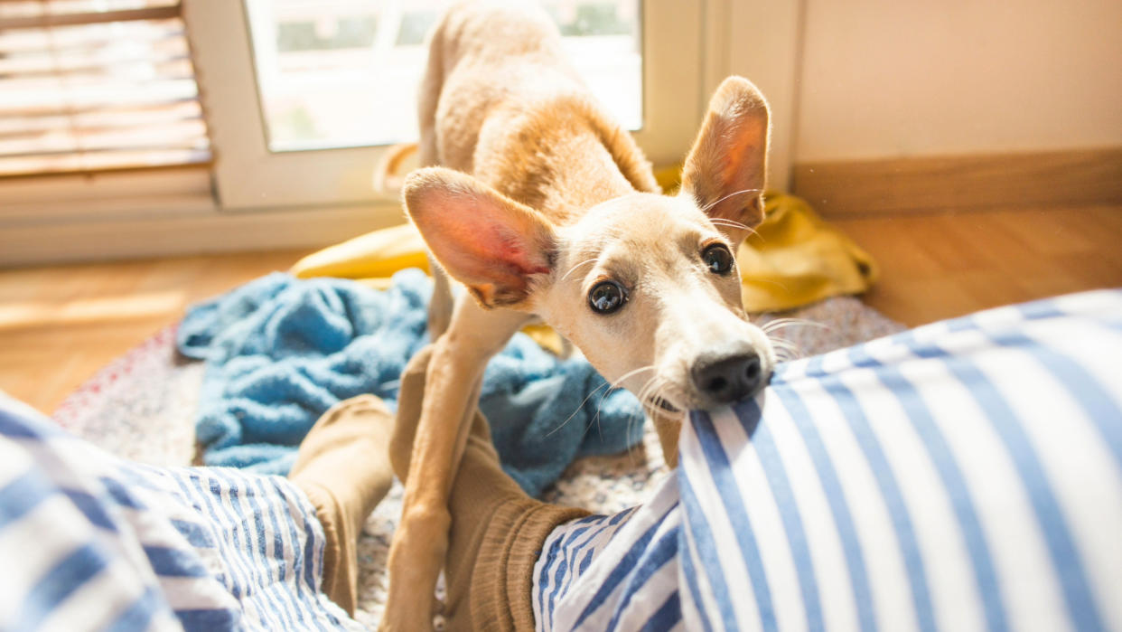  Dog biting on blue blanket. 