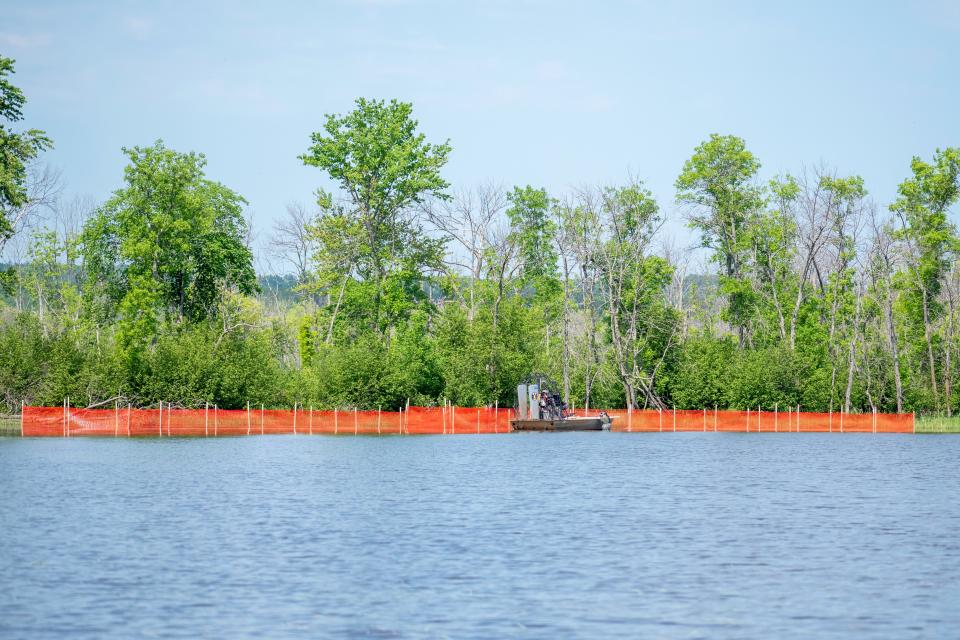 The Fond du Lac Band of Lake Superior Chippewa as well as Wisconsin and Minnesota natural resource agencies are restoring manoomin, or wild rice, in the St. Louis River. One of the biggest challenges they face today in restoring wild rice is herbivory from Canadian geese. They use exclosures, like those pictured, to help stop the Canadian geese from damaging the wild rice beds.