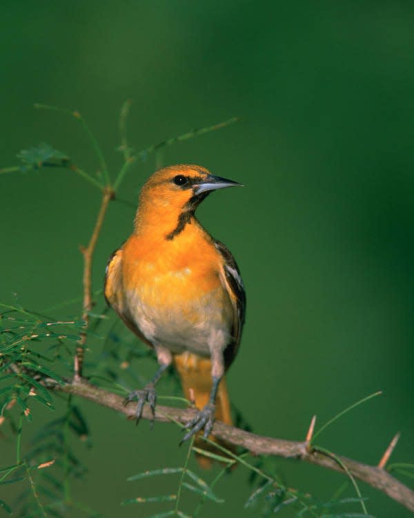 The Bullock’s oriole could be getting a new name soon.