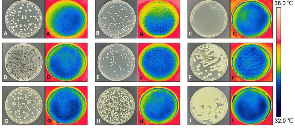 Termogramas de nueve cultivos de levaduras y mohos en placas de Petri con agar que muestran que los márgenes externos de las colonias están más calientes que el centro. A, B y C: tres cepas diferentes de <em>Cryptococcus neoformans</em>. D: <em>Exophiala dermatitidis</em>. E: <em>Candida albicans</em>. F: <em>Candida tropicalis</em>. G: <em>Candida glabrata</em>. H: <em>Candida auris</em>. I: <em>Candida krusei</em>. Modificada a partir de Cordero et al. 2023.