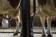 Nataliia Onatska drains leftover milk from the udder of a cow at the KramAgroSvit dairy farm in Dmytrivka, Donetsk region, eastern Ukraine, Wednesday, Aug. 10, 2022. The farm is producing only two tons of milk per day now, compared to 11 tons before the war, and it's slaughtered and sold all of the pigs and rabbits that it once raised. (AP Photo/David Goldman)