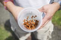 A competitor sorts his peas by size during the 2014 World Pea Shooting Championship in Witcham, southern England July 12, 2014. The annual competition has been held in the village since 1971 and attracts participants from across the globe.