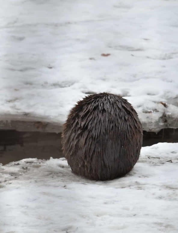 猜猜我是誰？雪地驚見「圓滾滾毛球」　真面目曝光竟是加拿大國寶