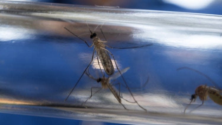 Mosquitoes are being collected by Austin Public Health and tested for West Nile virus.