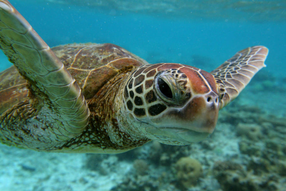 Sea turtle swimming underwater, looking at the camera