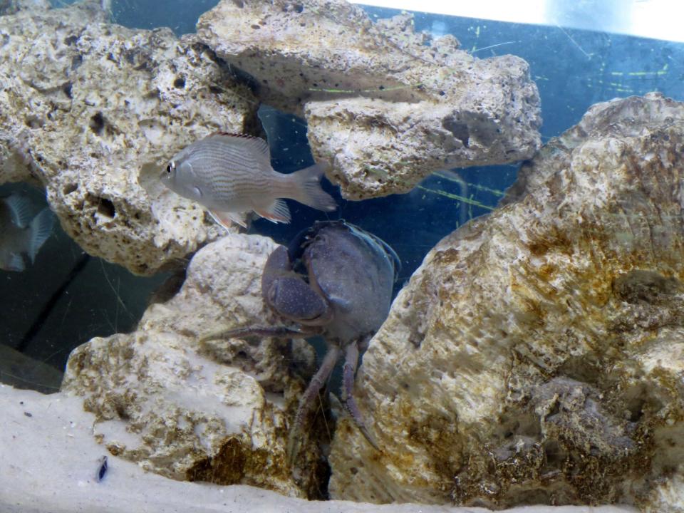 A mangrove snapper and a stone crab found in the oyster garden at St. Stanislaus HIgh School in Bay St. Louis, Miss., share a tank in the school marine biology lab on Monday, Nov. 15, 2021. The school is among more than 50 locations in Mississippi and more than 1,000 nationwide where volunteers raise oysters to help restore reefs. (AP Photo/Janet McConnaughey)