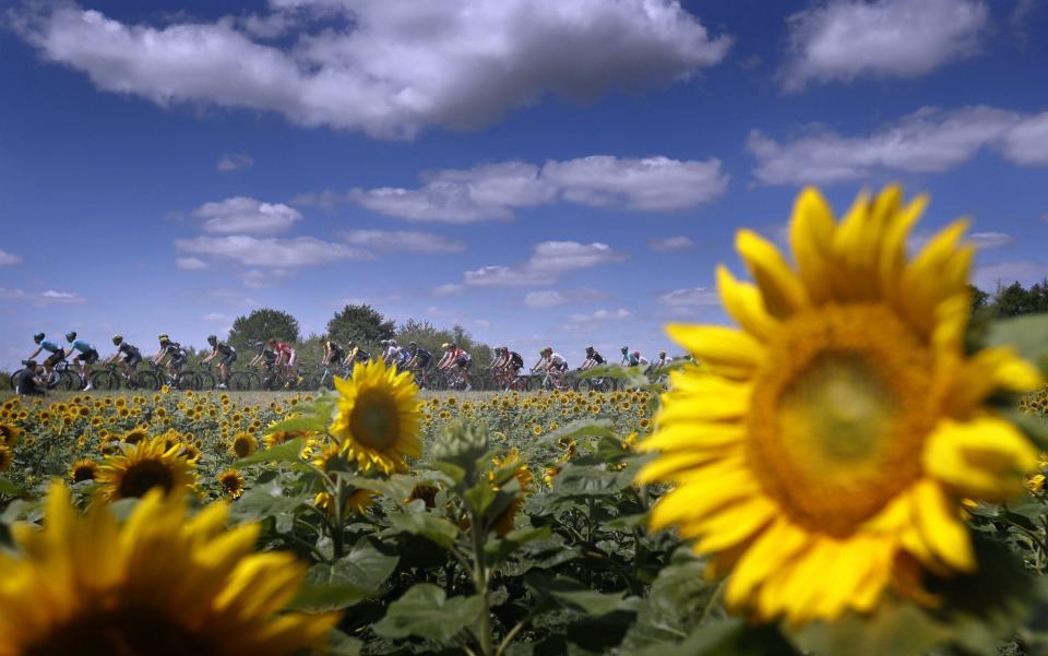 Sunflowers - Credit: EPA