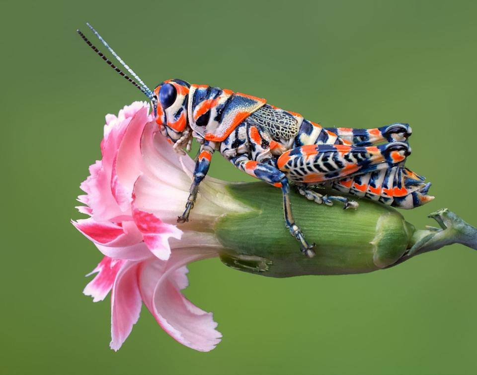 Rainbow Grasshopper