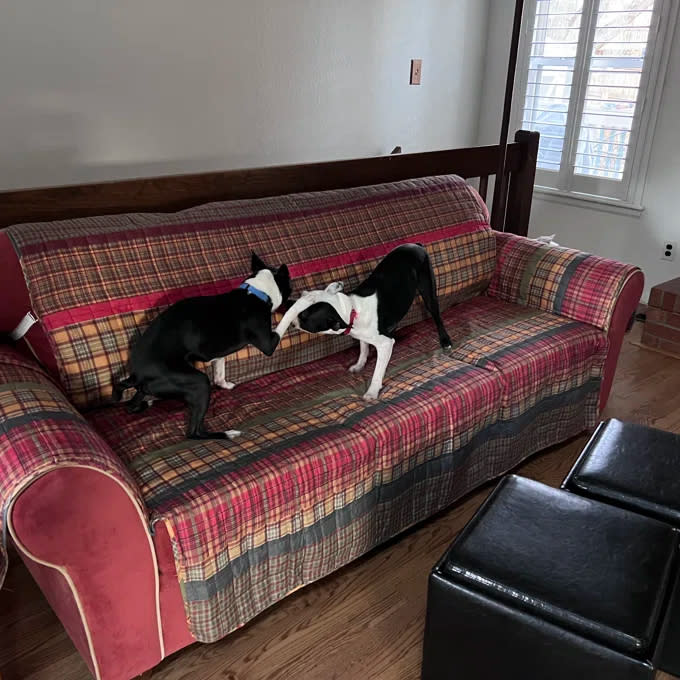 Two dogs, black and white, playing on a plaid-covered couch in a living room