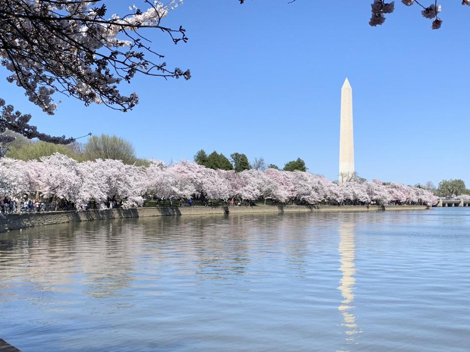 潮汐湖畔七成櫻花綻放即為「櫻花盛開季」，預計今年將落在3月22日至25日期間。（記者張筠 / 攝影）