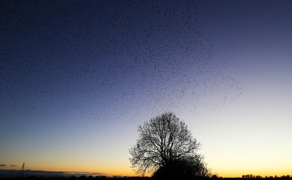 Starling murmuration