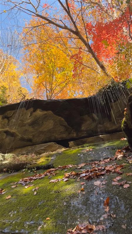 This is part of the Cedar Cliffs at Twin Bridges property in Polk County that Conserving Carolina is seeking to purchase.