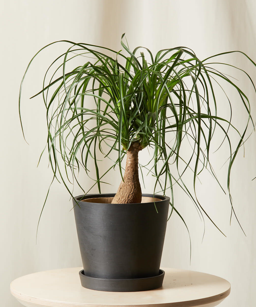 <p><a href="https://bloomscape.com/product/ponytail-palm/" rel="nofollow noopener" target="_blank" data-ylk="slk:Shop Now;elm:context_link;itc:0;sec:content-canvas" class="link rapid-noclick-resp">Shop Now</a></p><p>Ponytail Palm</p><p>bloomscape.com</p><p>$79.00</p><span class="copyright">Bloomscape</span>