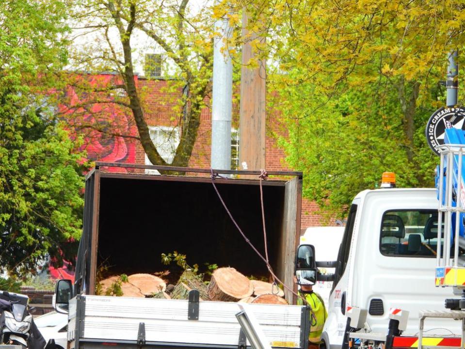 Watford Observer: The Parade tree being chopped on Sunday.