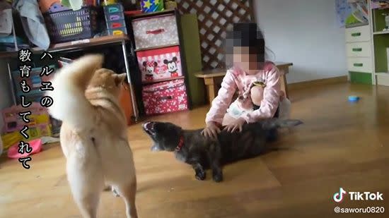 ▲艾咪與家中的兩個小朋友都感情很好，還會幫忙教育新狗狗。（圖／TiKTok：saworu0820）