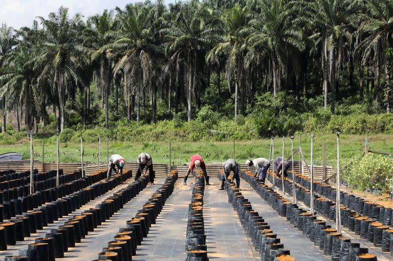 Workers plant oil palm seeds at a plantation in Slim River