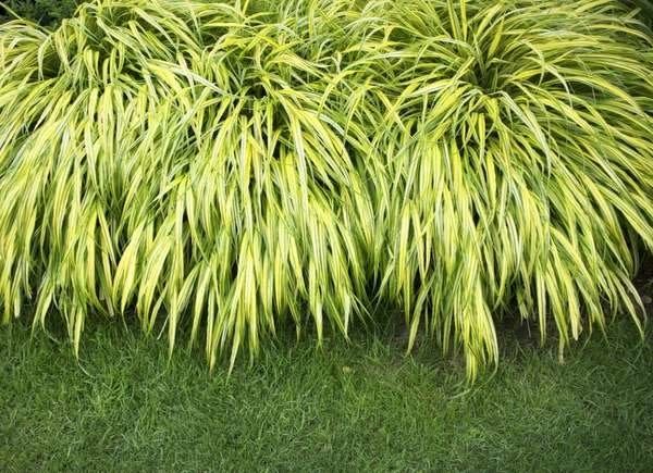 Golden japanese forest grass growing on lawn