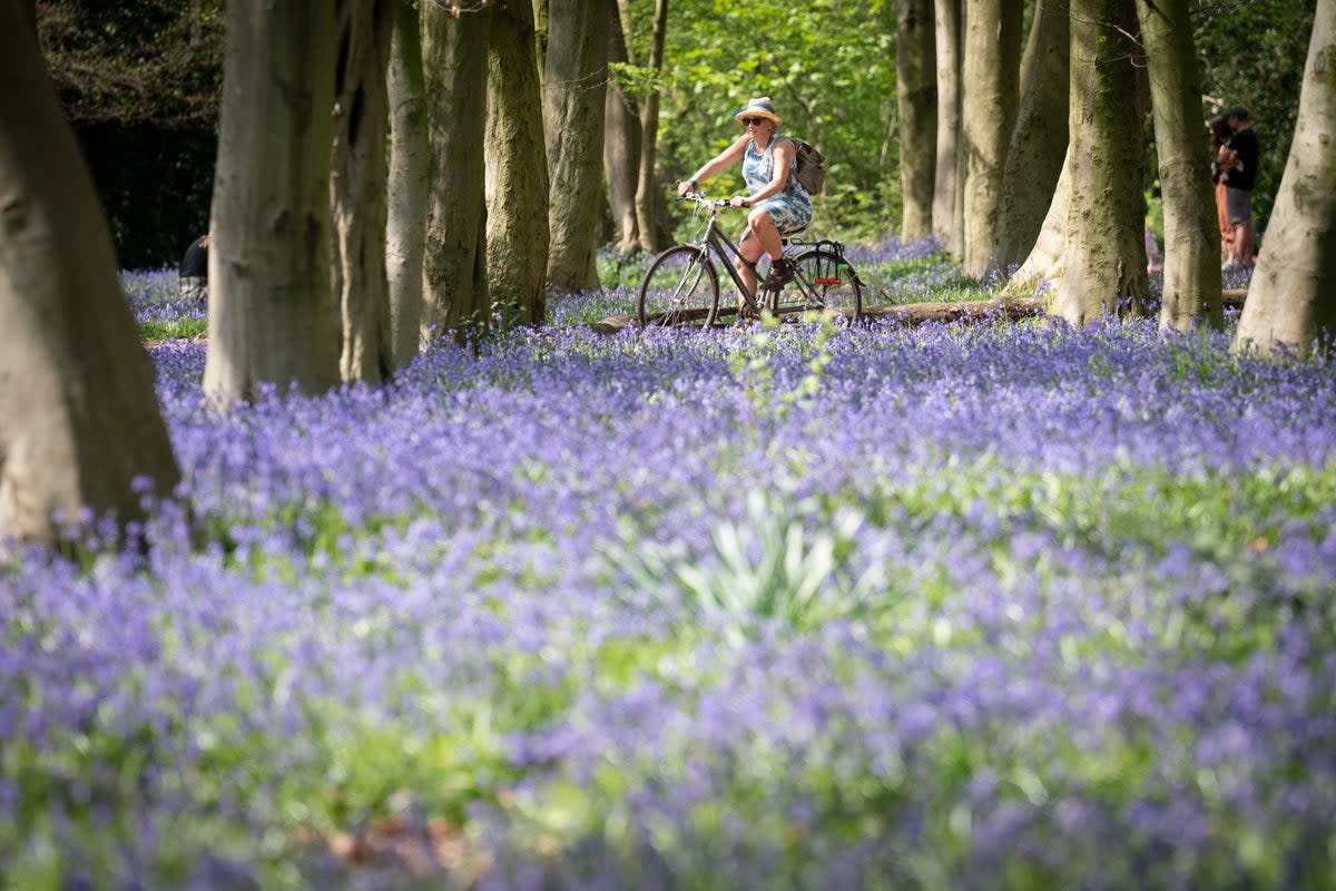 The UK has some beautiful spring flowers to admire  (PA)