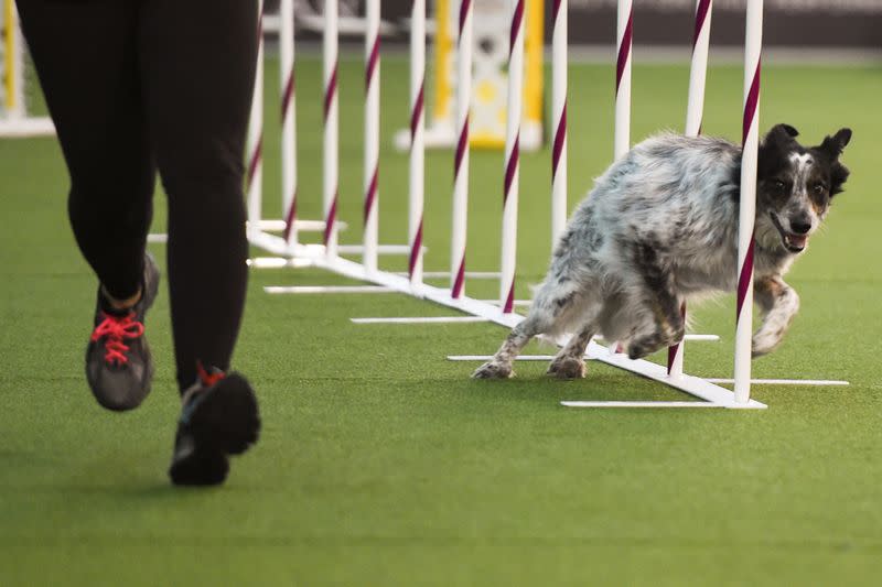 A dog competes in the Masters Agility Championship during the Westminster Kennel Club Dog Show in New York