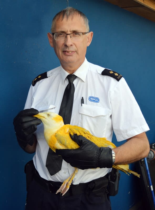 Holidaymakers save seagull spray-painted yellow by yobs