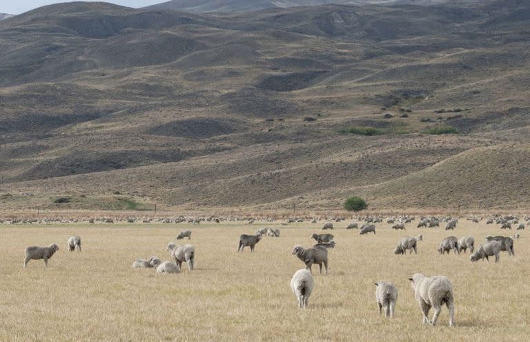 La cría de ovejas se produce mayormente en la patagonia