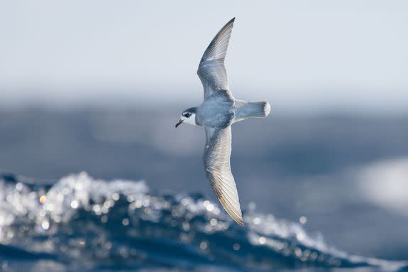 Some species of seabirds, including blue petrels, are particularly vulnerable to eating plastic debris at sea.