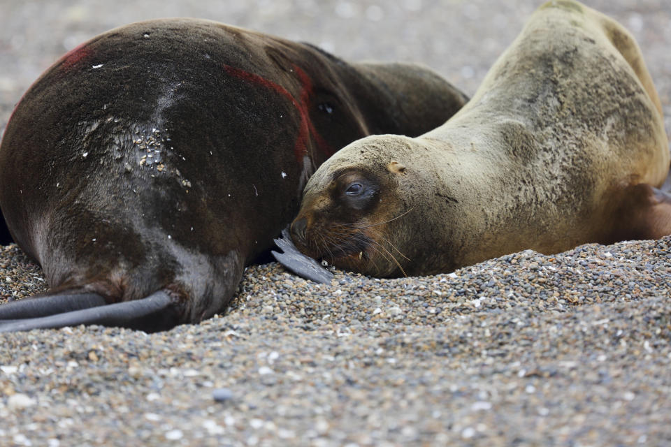 Dos leones marinos yacen muertos en una playa atlántica patagónica cerca de Viedma, provincia de Río Negro, Argentina, el lunes 28 de agosto de 2023. Los expertos sanitarios del gobierno sospechan que la gripe aviar está matando leones marinos a lo largo de la costa atlántica de Argentina, lo que ha provocado que las autoridades cierren muchas playas para evitar que el virus se propague más. (Foto AP/Juan Macri)