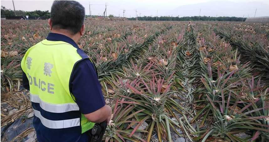 屏東瑪家社區的鳳梨田的金鑽鳳梨遭竊賊偷採千顆鳳梨，警方到場了解 。（圖／讀者提供）