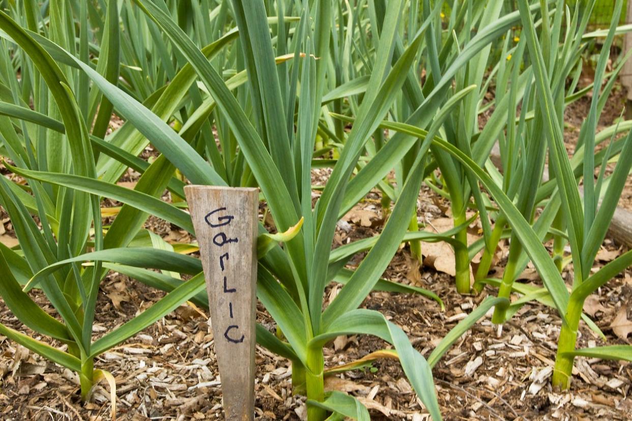 how-to-plant-garlic