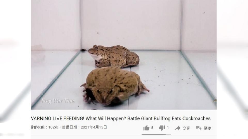 2隻牛蛙短短時間就將箱中蟑螂吃光光。（圖／翻攝自Frog War Time YouTube）