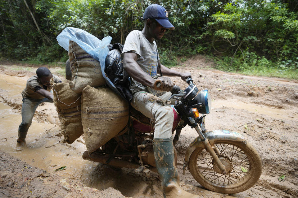 A man transports cocoa on a motorbike in the Omo Forest Reserve in Nigeria on Monday, July 31, 2023. Farmers, buyers and others say cocoa heads from deforested areas of the protected reserve to companies that supply some of the world’s biggest chocolate makers. (AP Photo/Sunday Alamba)