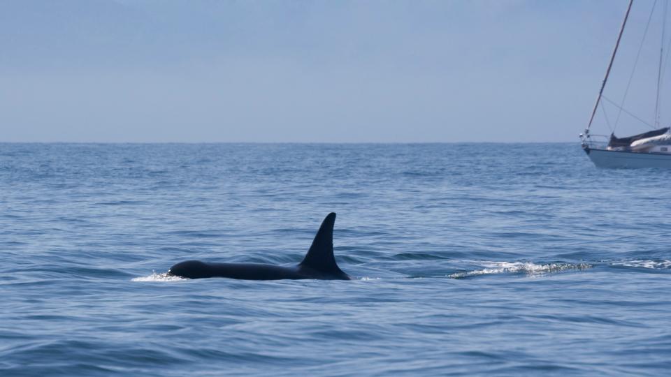 An orca with its dorsal fin visible above the water swims past a sailing boat.