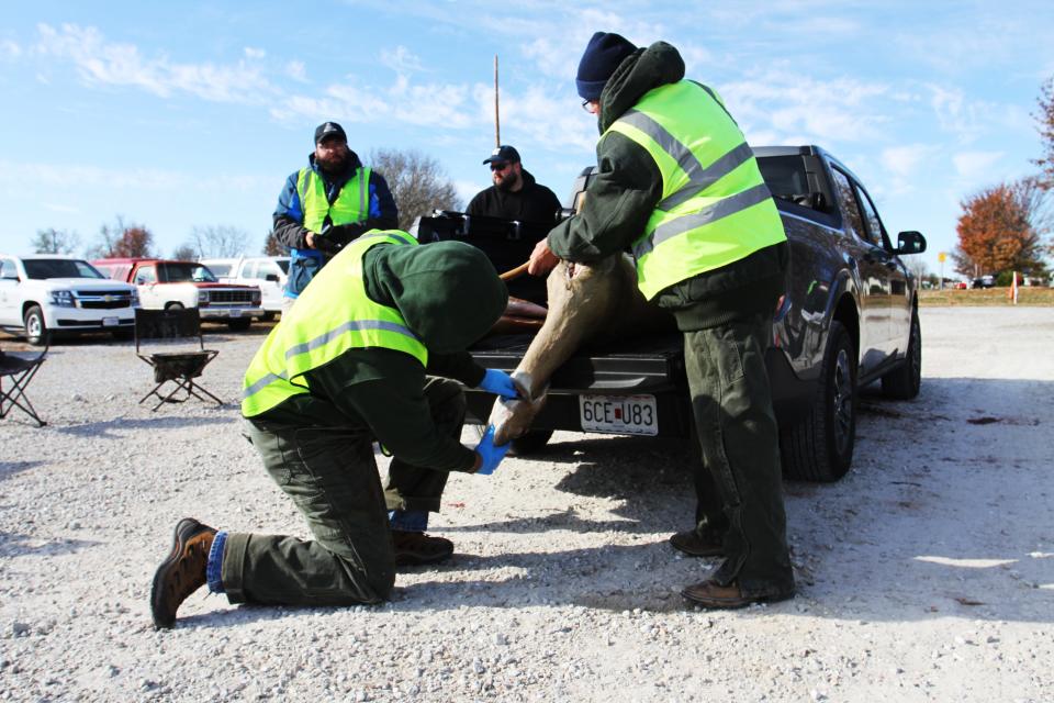 Allen Brandes and Wendel Welch prepare to take the lymph nodes of a deer during a mandatory CWD sampling station at Bolivar Fire Station No. 2 Nov. 13, 2022.