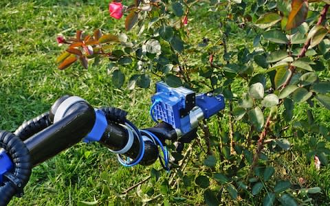 The robot can distinguish between blooms and stems for pruning - Credit: The University of Edinburgh