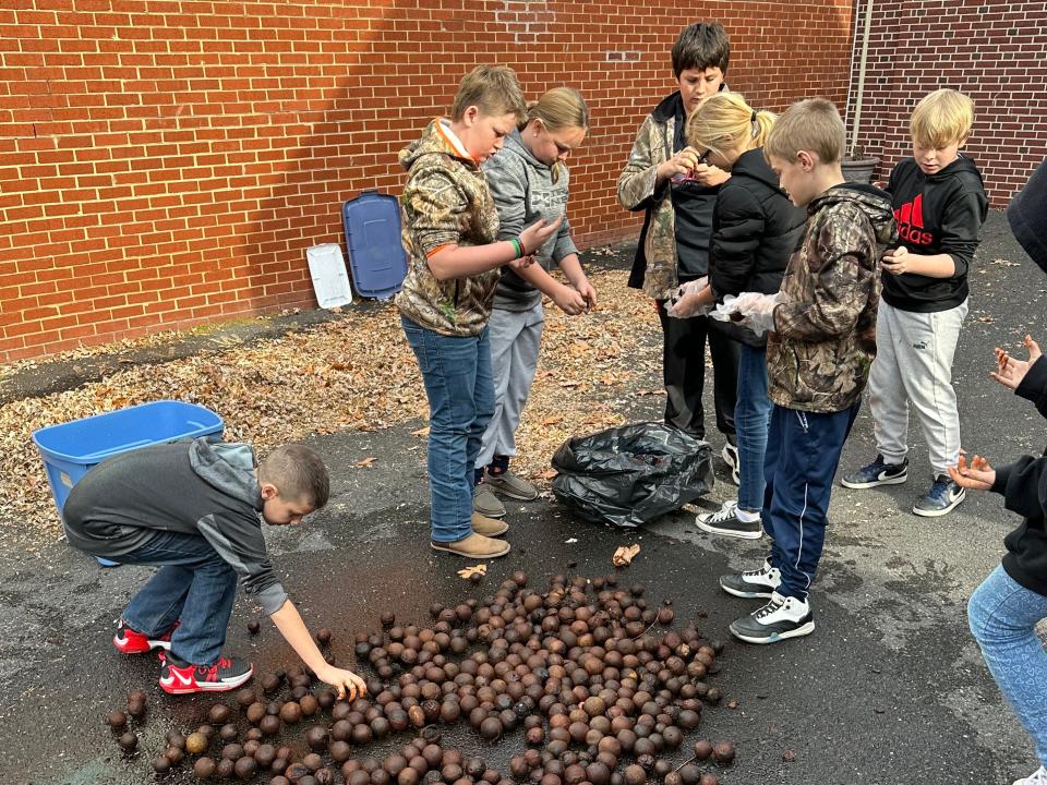 Craigsville Elementary students sort the nuts they collected to donate to the Wildlife Center of Virginia.
