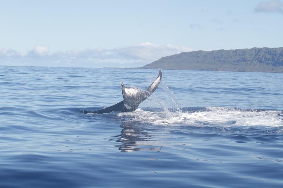 The underside of a fluke has a unique pattern and is used by scientists to identify individual whales.