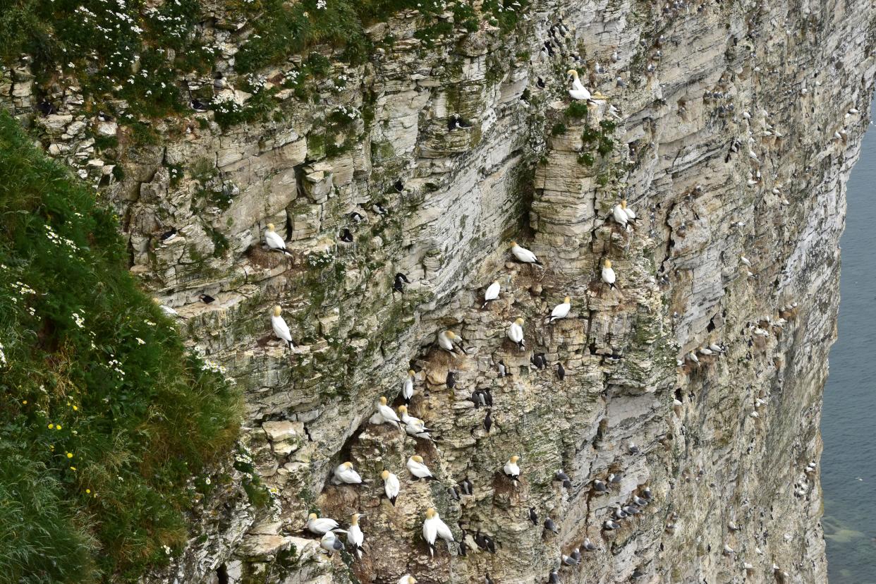 Nesting seabirds on cliff edge in Bempton, Yorkshire