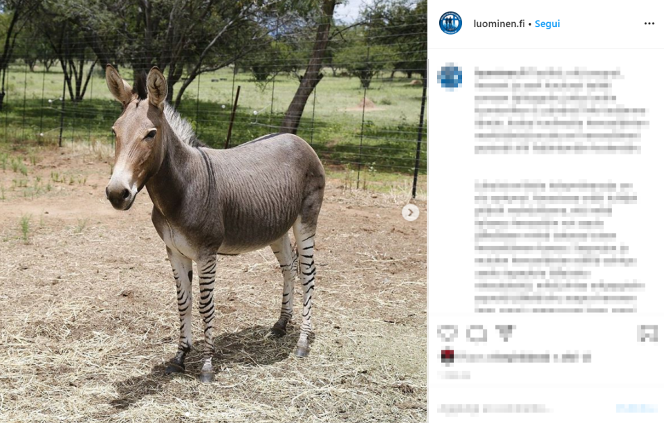 Uno zonkey o zebrasino è un incrocio tra una zebra maschio e un asino femmina.