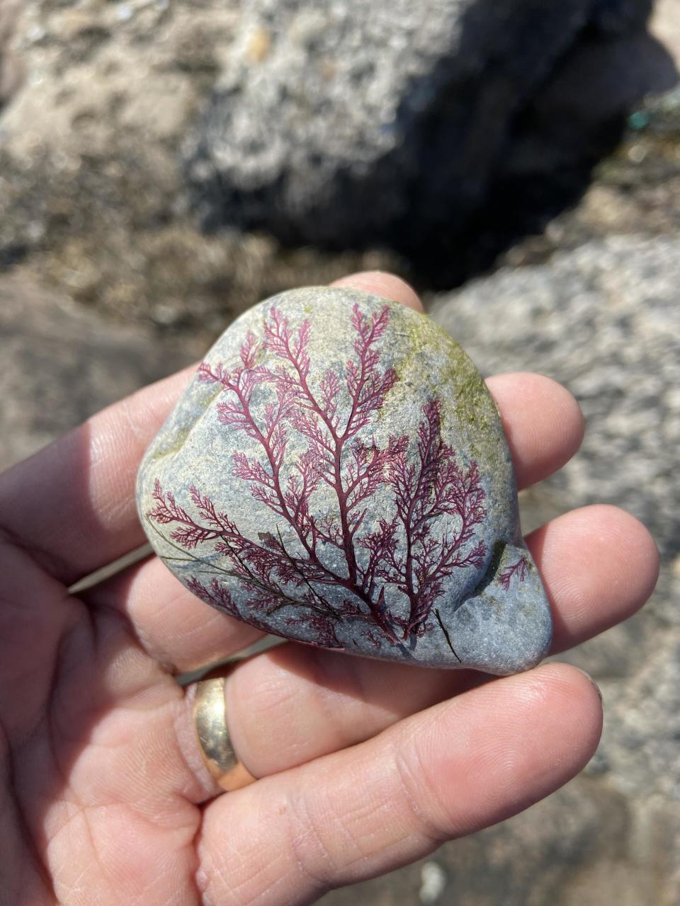 a small stone in someone's hands that has branch-like patterning from seaweed stuck to it