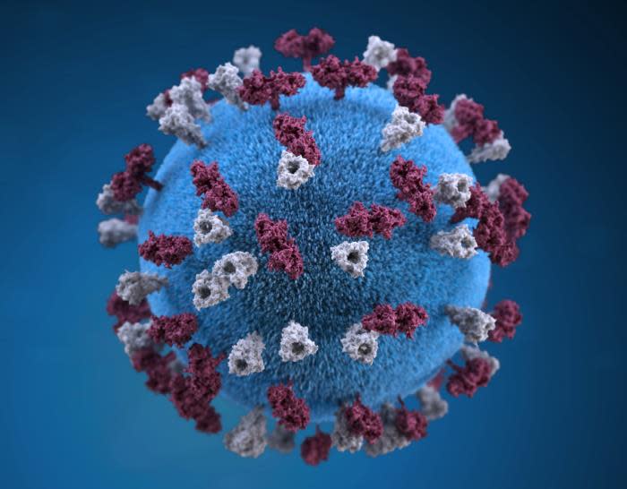 This illustration provides a 3D graphical representation of a spherical-shaped, measles virus particle. Early symptoms of the virus include fever, runny nose, cough, red eyes, and sore throat. It's followed by a rash that spreads over the body.  (Alissa Eckert/CDC - image credit)