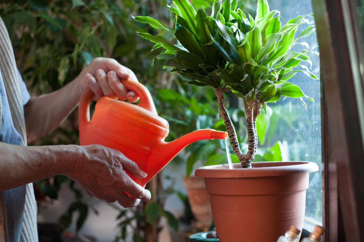 man watering plants at home