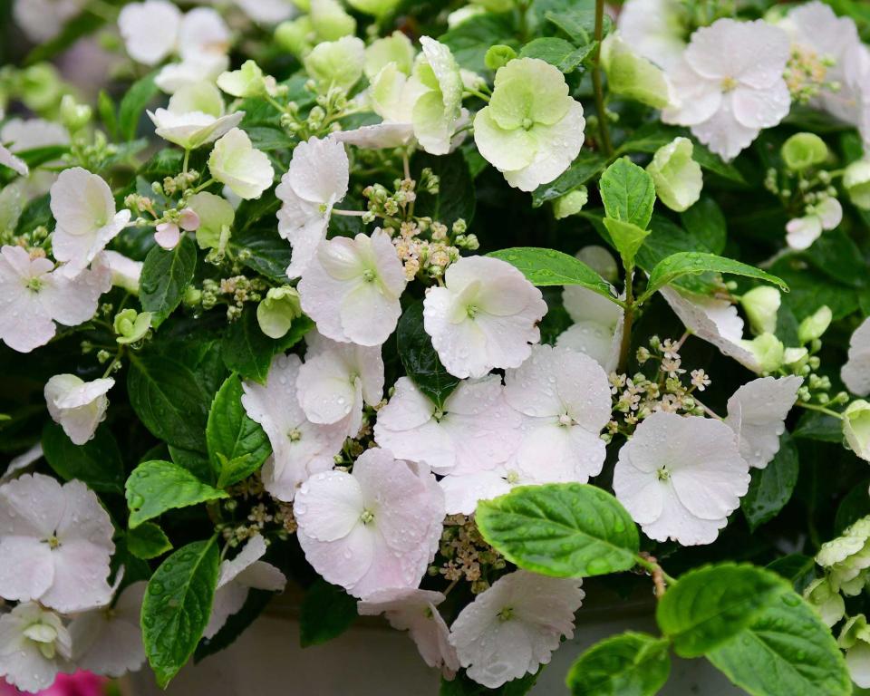 4. Hydrangea