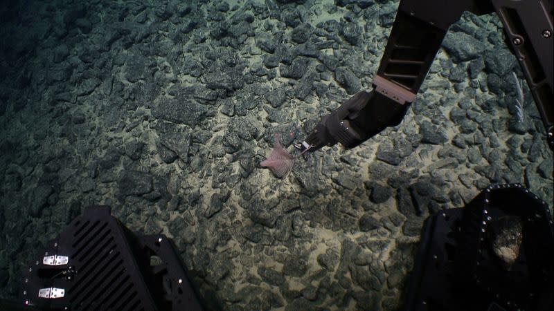 New Black Coral species discovery