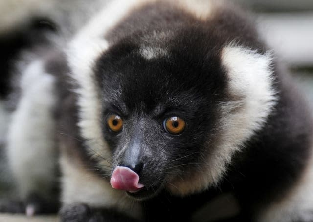 Lemur pups at Blair Drummond Safari and Adventure Park