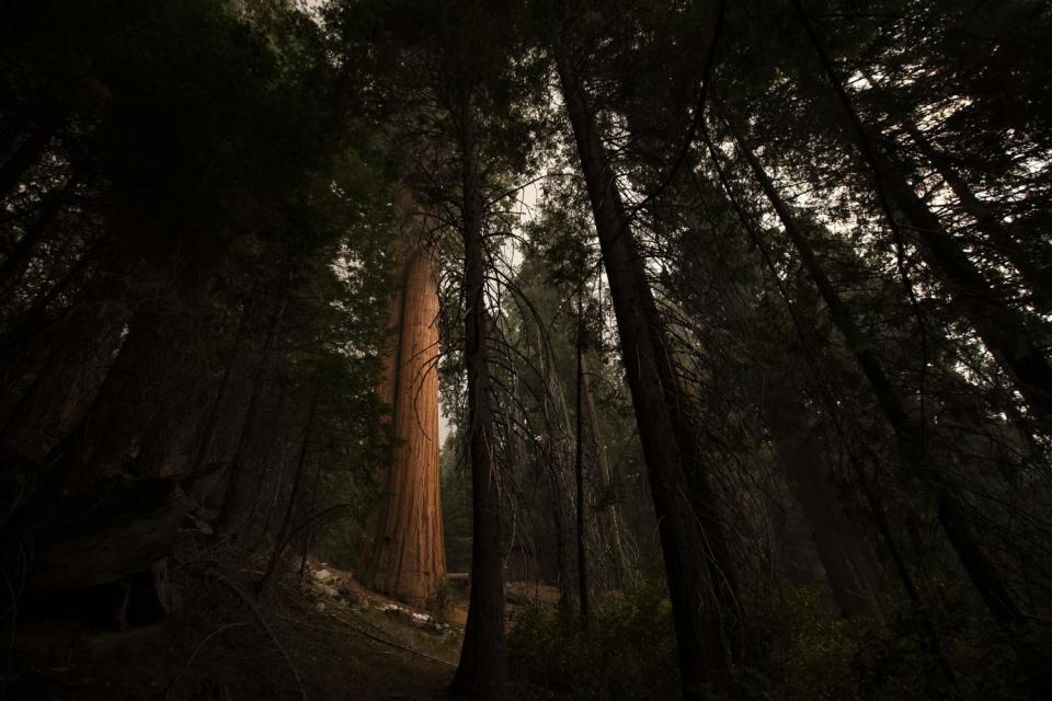 A sequoia amid other trees